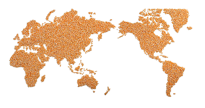 World map made of corn